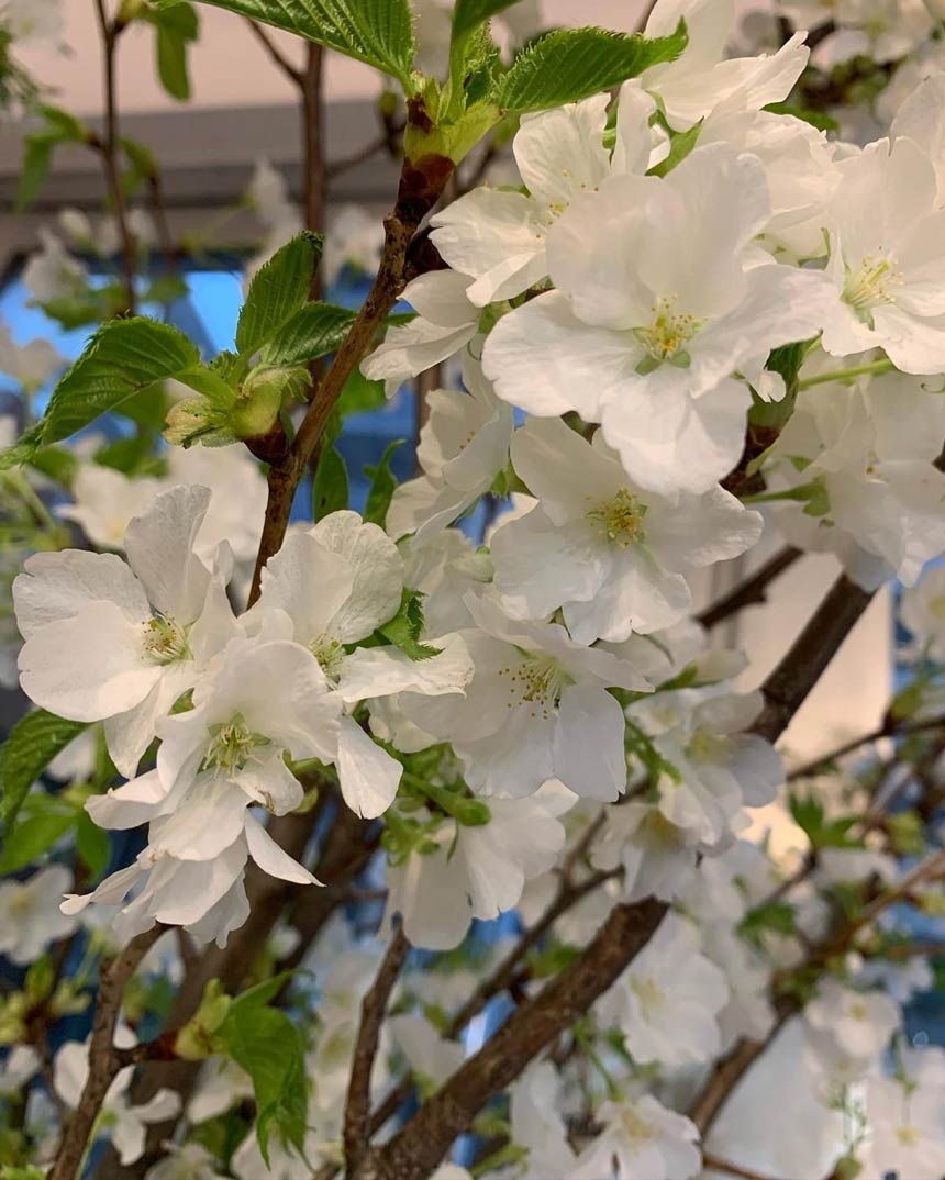 大島桜のアップ写真