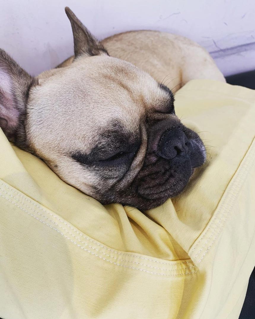 眠る看板犬の写真