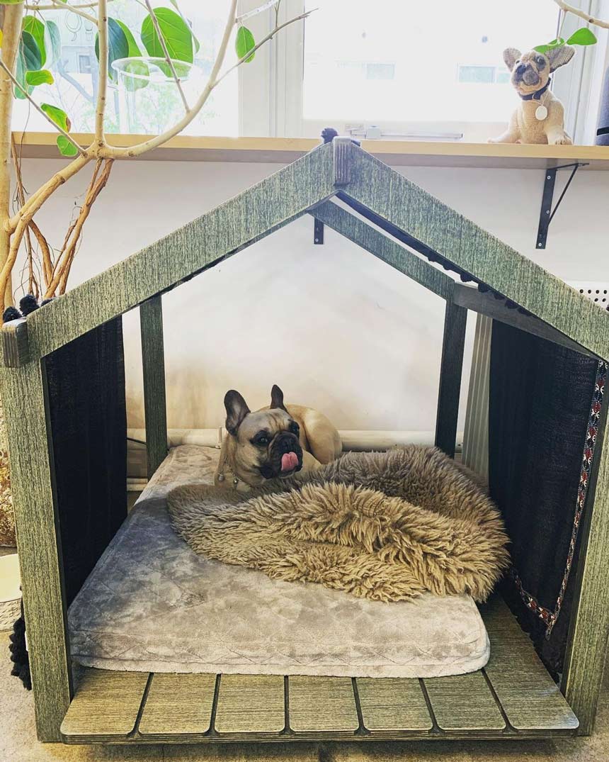 小屋で休む看板犬の写真