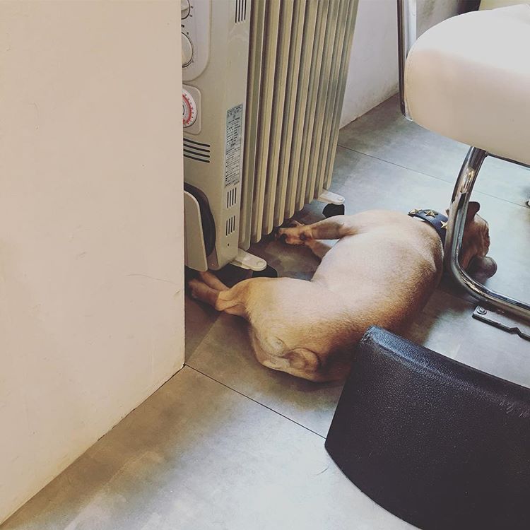 ［フレンチブルドッグ］イランイランの看板犬：サブロウ君