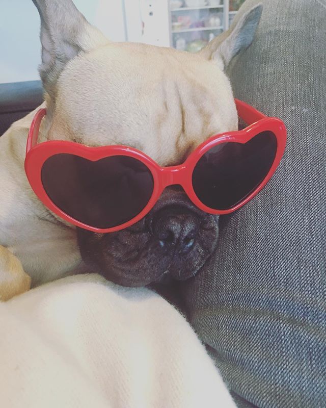 看板犬の定休日。のサムネイル