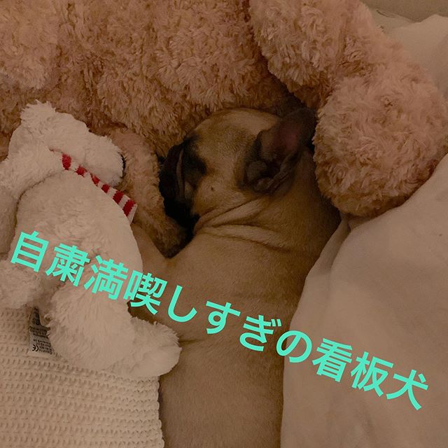 自粛生活を体中で満喫している看板犬のサムネイル