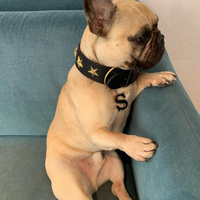 イランイランの看板犬がお客様を出迎えるまでをご紹介のサムネイル