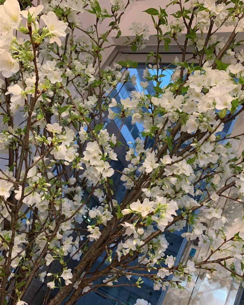 イランイランで白いお花見を