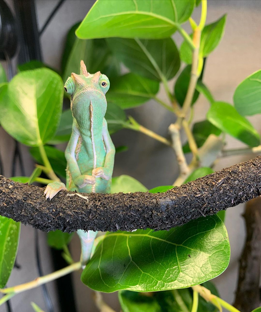 家族が増えましたのサムネイル