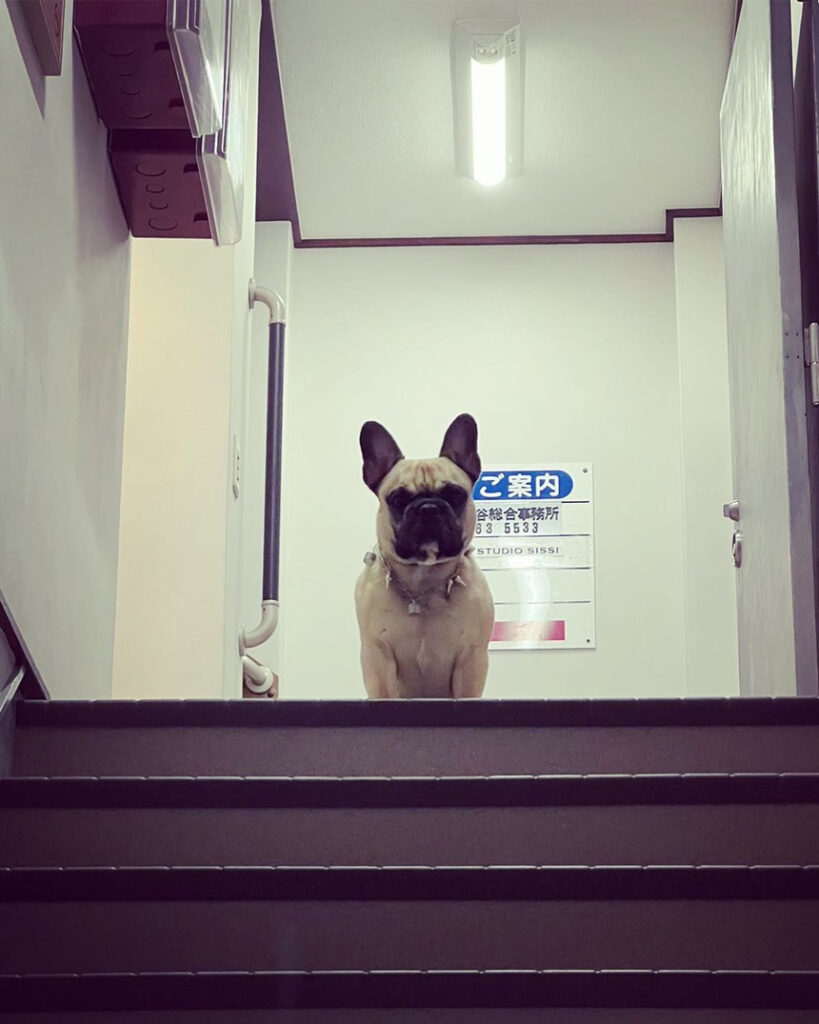 お見送りを覚えた看板犬