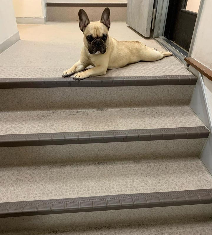 看板犬の仕事とはのサムネイル