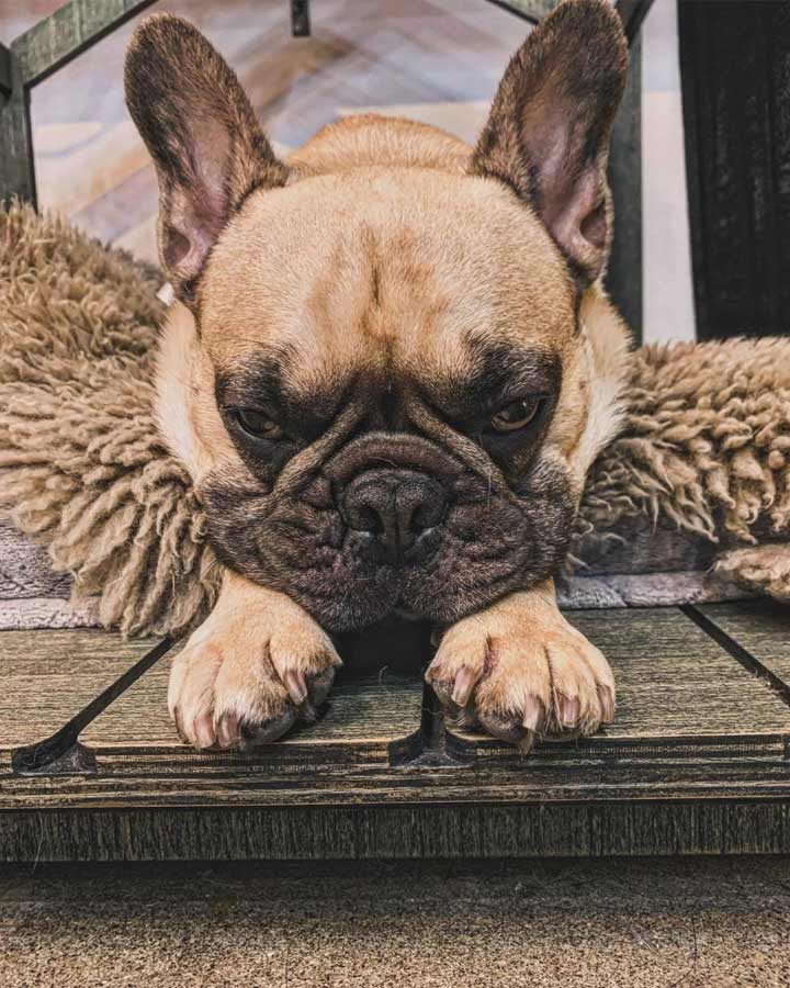 看板犬よ、どんなお出迎え？のサムネイル