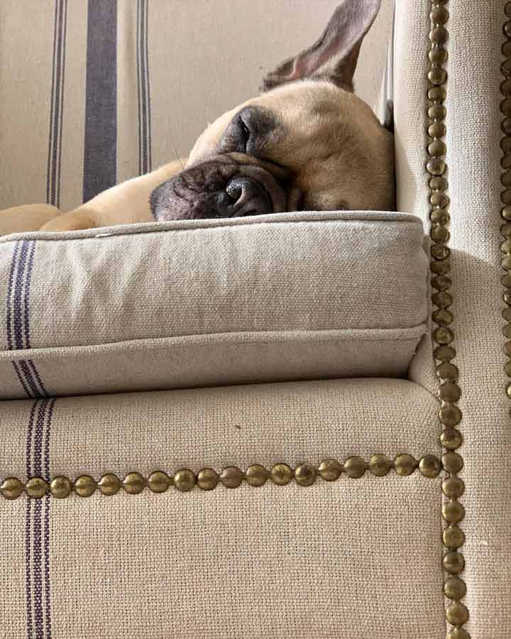 看板犬 至福の休日のサムネイル