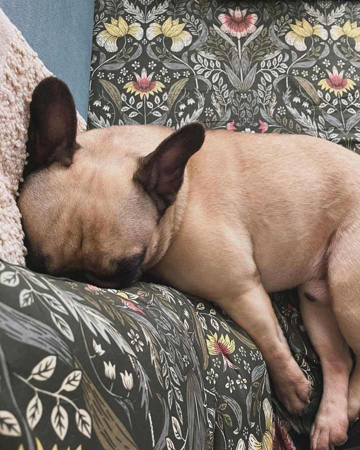 夏の暑さと看板犬のサムネイル