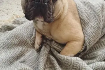 全く仕事しない看板犬がお待ちしておりますのサムネイル