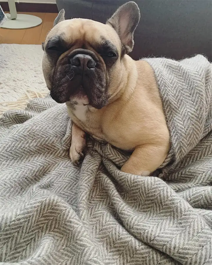全く仕事しない看板犬がお待ちしております