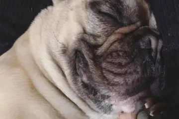 本日は看板犬、早退。のサムネイル