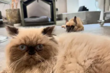 看板猫の毛玉のサムネイル